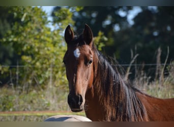 Sportivo Tedesco / Sportivo della Germania, Stallone, 2 Anni, 175 cm, Baio