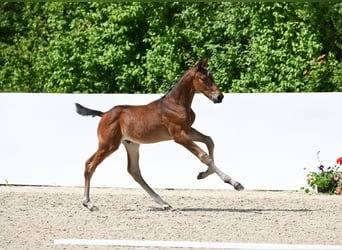 Sportivo Tedesco / Sportivo della Germania, Stallone, 2 Anni, Baio