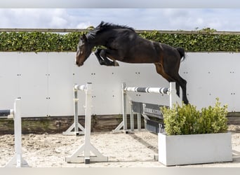 Sportivo Tedesco / Sportivo della Germania, Stallone, 3 Anni, 163 cm, Baio