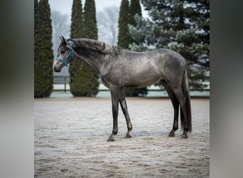 Sportivo Tedesco / Sportivo della Germania, Stallone, 3 Anni, 163 cm, Grigio