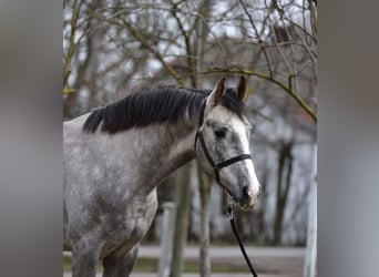 Sportivo Tedesco / Sportivo della Germania, Stallone, 3 Anni, 167 cm, Falbo