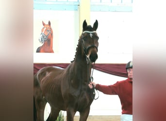 Sportivo Tedesco / Sportivo della Germania, Stallone, 3 Anni, 168 cm, Baio