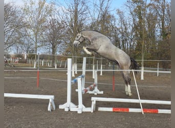 Sportivo Tedesco / Sportivo della Germania, Stallone, 3 Anni, 168 cm, Falbo