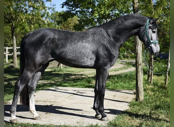 Sportivo Tedesco / Sportivo della Germania, Stallone, 3 Anni, 169 cm, Grigio