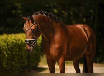 Sportivo Tedesco / Sportivo della Germania, Stallone, 3 Anni, 170 cm, Baio scuro