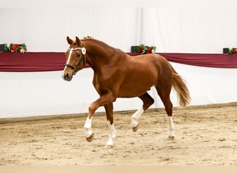 Sportivo Tedesco / Sportivo della Germania, Stallone, 3 Anni, 170 cm, Sauro