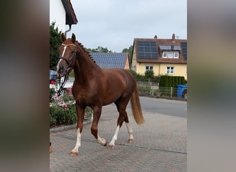 Sportivo Tedesco / Sportivo della Germania, Stallone, 3 Anni, 170 cm, Sauro