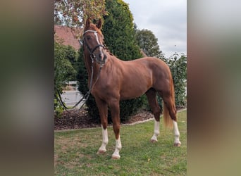 Sportivo Tedesco / Sportivo della Germania, Stallone, 3 Anni, 170 cm, Sauro