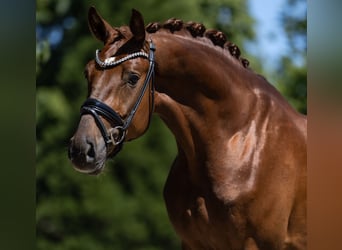 Sportivo Tedesco / Sportivo della Germania, Stallone, 3 Anni, 170 cm, Sauro scuro