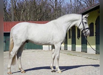 Sportivo Tedesco / Sportivo della Germania, Stallone, 3 Anni, 171 cm, Bianco