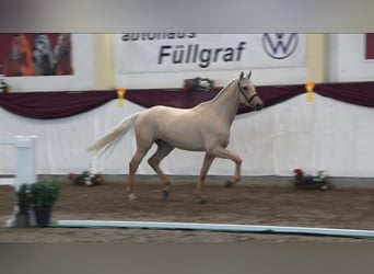 Sportivo Tedesco / Sportivo della Germania, Stallone, 3 Anni, 172 cm, Palomino