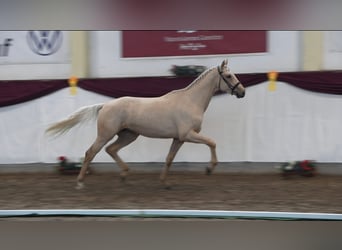 Sportivo Tedesco / Sportivo della Germania, Stallone, 3 Anni, 172 cm, Palomino