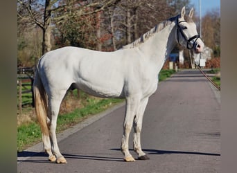 Sportivo Tedesco / Sportivo della Germania, Stallone, 3 Anni, 173 cm, Grigio