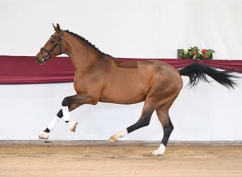 Sportivo Tedesco / Sportivo della Germania, Stallone, 3 Anni, Baio