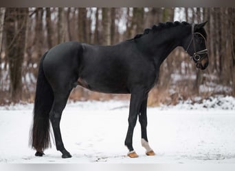 Sportivo Tedesco / Sportivo della Germania, Stallone, 4 Anni, 167 cm, Baio nero