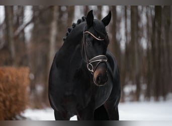 Sportivo Tedesco / Sportivo della Germania, Stallone, 4 Anni, 167 cm, Baio nero