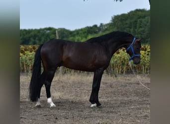 Sportivo Tedesco / Sportivo della Germania, Stallone, 4 Anni, 170 cm, Baio