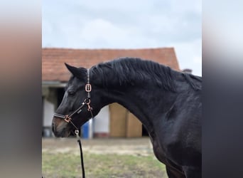 Sportivo Tedesco / Sportivo della Germania, Stallone, 4 Anni, 170 cm, Baio