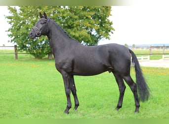 Sportivo Tedesco / Sportivo della Germania, Stallone, 4 Anni, 170 cm, Morello