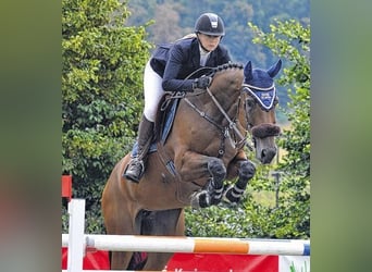 Sportivo Tedesco / Sportivo della Germania, Stallone, 5 Anni, 177 cm, Baio scuro
