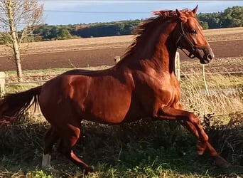 Sportivo Tedesco / Sportivo della Germania, Stallone, 6 Anni, 168 cm