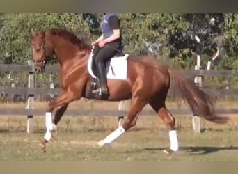 Sportivo Tedesco / Sportivo della Germania, Stallone, 6 Anni, 168 cm