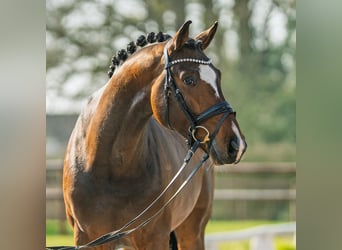 Sportivo Tedesco / Sportivo della Germania, Stallone, 6 Anni, 175 cm, Baio