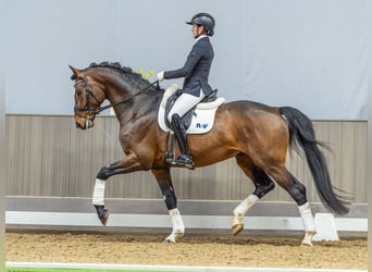 Sportivo Tedesco / Sportivo della Germania, Stallone, 6 Anni, 175 cm, Baio