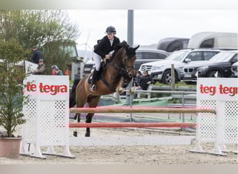 Sportivo Tedesco / Sportivo della Germania, Stallone, 9 Anni, 170 cm, Baio