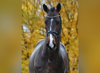 Sportivo Tedesco / Sportivo della Germania, Stallone, 5 Anni, 168 cm, Baio