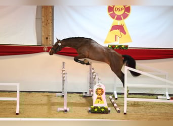 Sportivo Tedesco / Sportivo della Germania, Stallone, 5 Anni, 168 cm, Baio