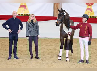 Sportivo Tedesco / Sportivo della Germania, Stallone, 4 Anni, 167 cm, Baio scuro
