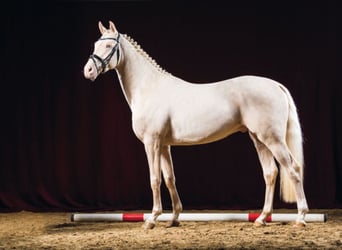 Sportivo Tedesco / Sportivo della Germania, Stallone, 13 Anni, 171 cm, Cremello