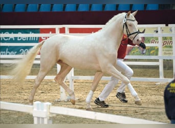 Sportivo Tedesco / Sportivo della Germania, Stallone, 13 Anni, 171 cm, Cremello