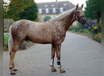 Sportivo Tedesco / Sportivo della Germania, Stallone, 17 Anni, 170 cm, Palomino