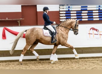 Sportivo Tedesco / Sportivo della Germania, Stallone, 17 Anni, 170 cm, Palomino