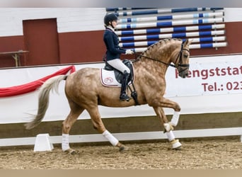 Sportivo Tedesco / Sportivo della Germania, Stallone, 17 Anni, 170 cm, Palomino