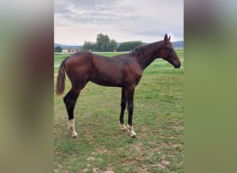 Sportivo Tedesco / Sportivo della Germania, Stallone, Puledri (04/2026), 150 cm, Baio nero