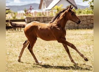 Sportivo Tedesco / Sportivo della Germania, Stallone, Puledri (05/2026), 165 cm, Baio scuro