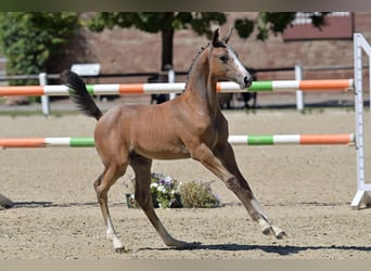 Sportivo Tedesco / Sportivo della Germania, Stallone, Puledri (05/2025), 165 cm, Grigio