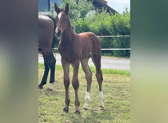 Sportivo Tedesco / Sportivo della Germania, Stallone, Puledri (05/2026), 167 cm, Baio