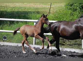 Sportivo Tedesco / Sportivo della Germania, Stallone, Puledri (03/2026), 167 cm, Morello