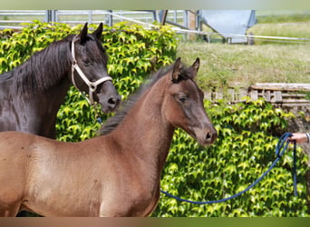 Sportivo Tedesco / Sportivo della Germania, Stallone, Puledri (03/2026), 167 cm, Morello