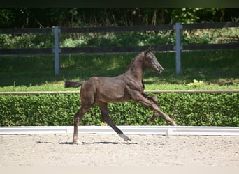 Sportivo Tedesco / Sportivo della Germania, Stallone, , 167 cm, Morello