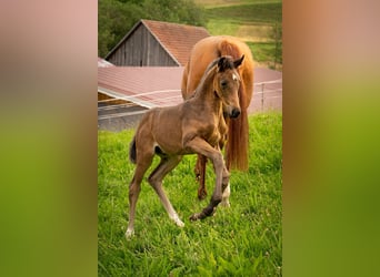 Sportivo Tedesco / Sportivo della Germania, Stallone, Puledri (04/2026), 168 cm, Baio