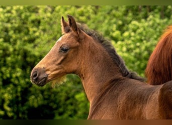 Sportivo Tedesco / Sportivo della Germania, Stallone, Puledri (04/2026), 168 cm, Baio