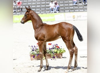 Sportivo Tedesco / Sportivo della Germania, Stallone, Puledri (05/2026), 170 cm, Baio