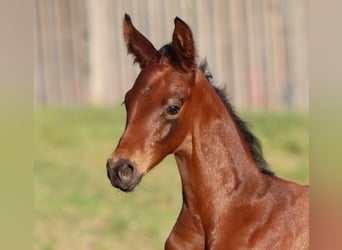 Sportivo Tedesco / Sportivo della Germania, Stallone, Puledri (05/2026), 170 cm, Baio