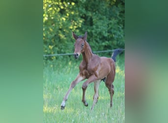 Sportivo Tedesco / Sportivo della Germania, Stallone, Puledri (05/2026), 170 cm, Baio
