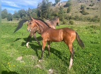 Sportivo Tedesco / Sportivo della Germania, Stallone, Puledri (05/2026), 170 cm, Baio